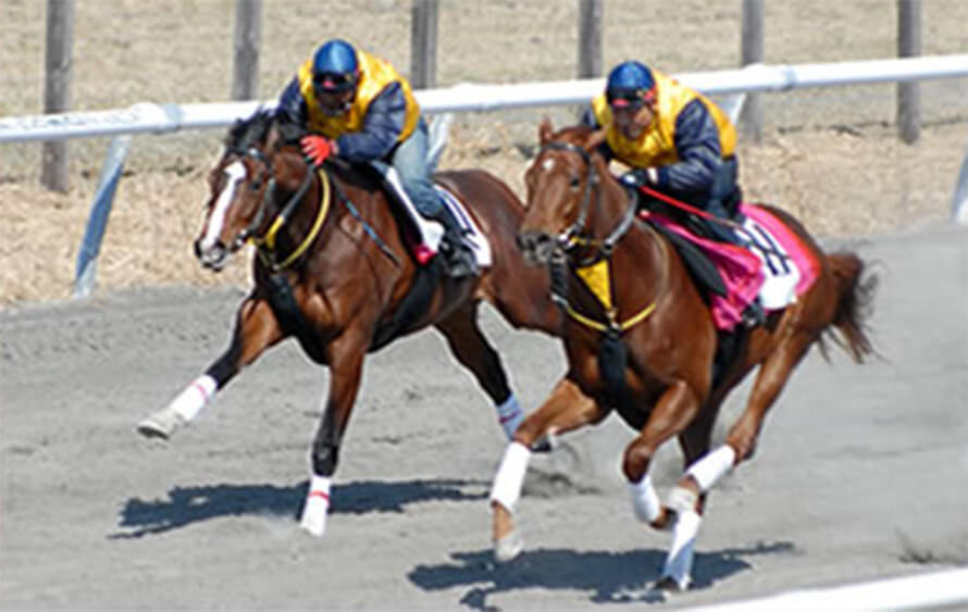 様似町の競走馬牧場